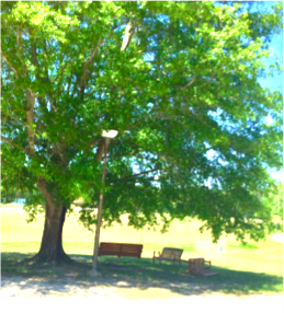 Wcrc: A Place For Growth 1 Tree